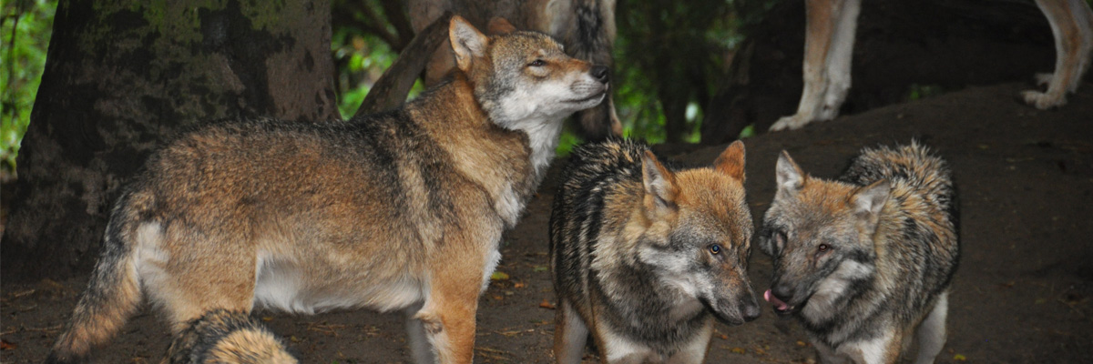1200 x 400 Wildpark Schwarzen Berge 1200 x 400 Wildpark Schwarzen Berge