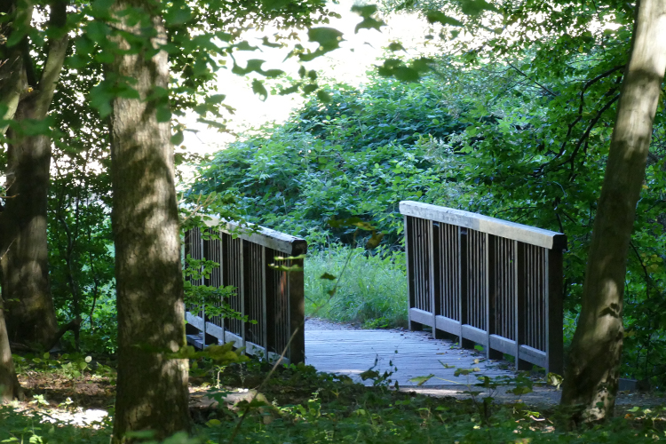 Volksdorfer Teichwiesen (100)