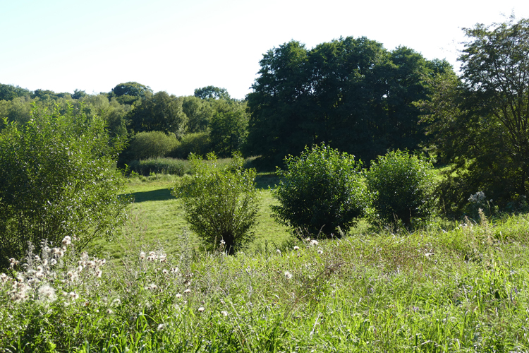 Volksdorfer Teichwiesen (12)