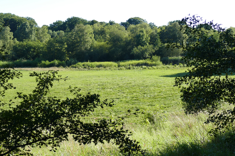 Volksdorfer Teichwiesen (13)