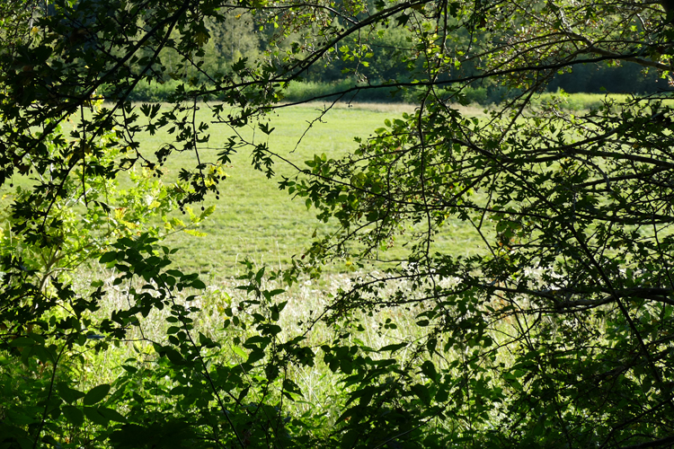 Volksdorfer Teichwiesen (14)