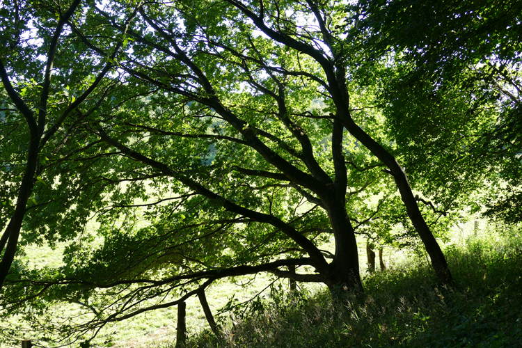 Volksdorfer Teichwiesen (19)