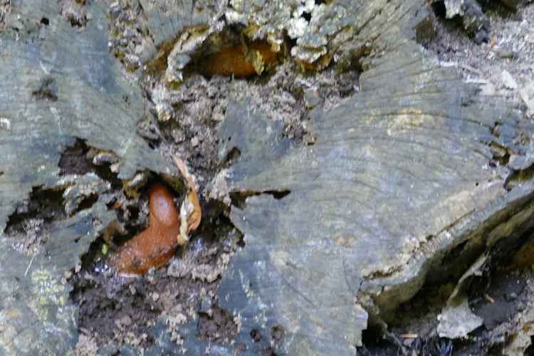 Volksdorfer Teichwiesen (22)