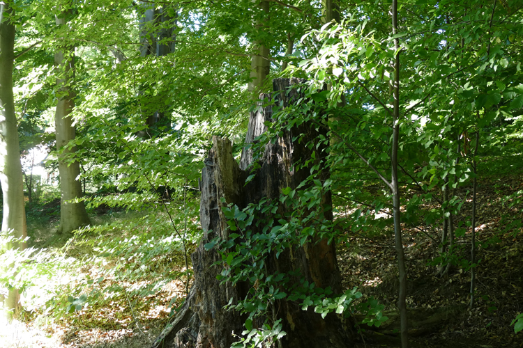 Volksdorfer Teichwiesen (28)