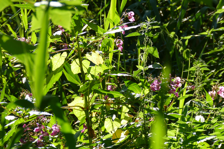 Volksdorfer Teichwiesen (29)