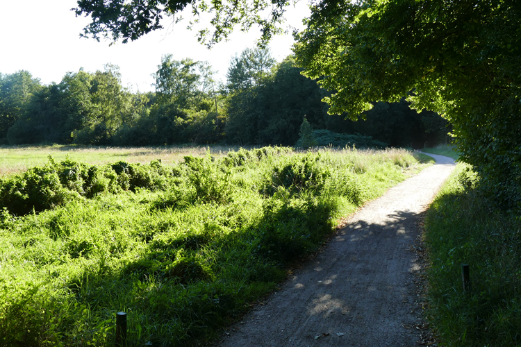 Volksdorfer Teichwiesen (3)