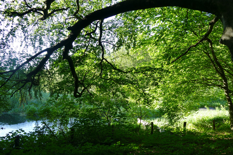 Volksdorfer Teichwiesen (31)