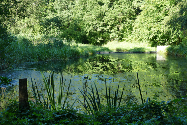 Volksdorfer Teichwiesen (32)
