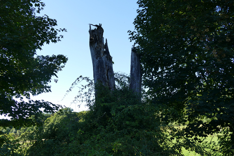 Volksdorfer Teichwiesen (39)