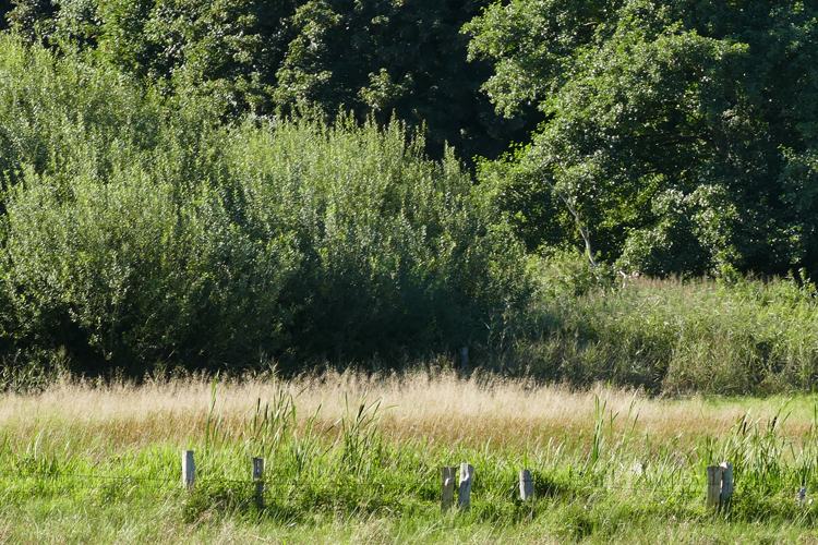 Volksdorfer Teichwiesen (40)