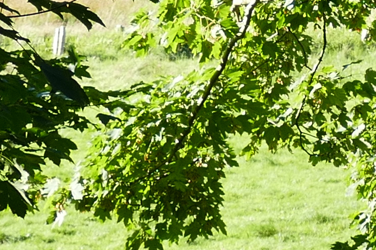 Volksdorfer Teichwiesen (41)