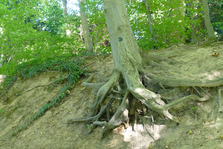 Volksdorfer Teichwiesen (43)