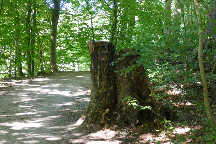 Volksdorfer Teichwiesen (45)