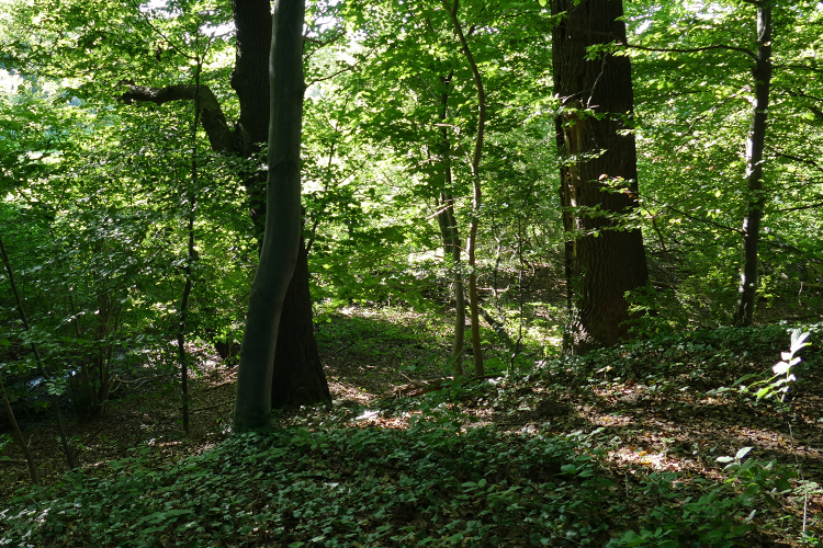 Volksdorfer Teichwiesen (46)