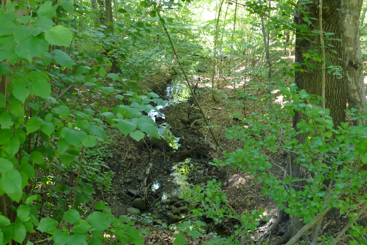 Volksdorfer Teichwiesen (48)