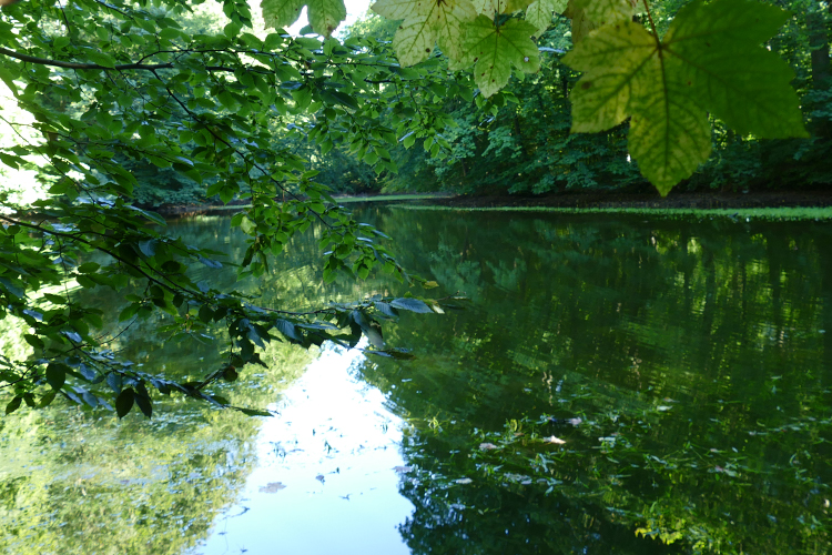 Volksdorfer Teichwiesen (51)