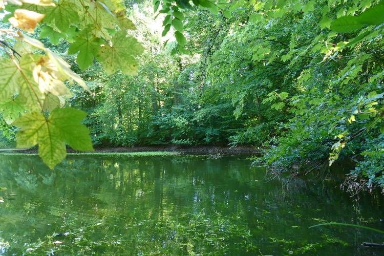 Volksdorfer Teichwiesen (52)