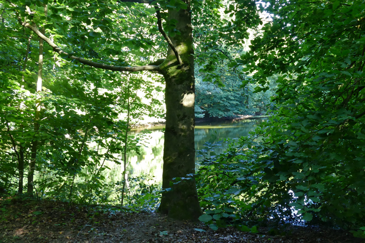 Volksdorfer Teichwiesen (53)