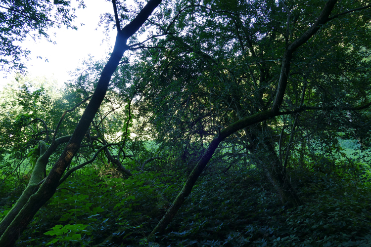 Volksdorfer Teichwiesen (57)