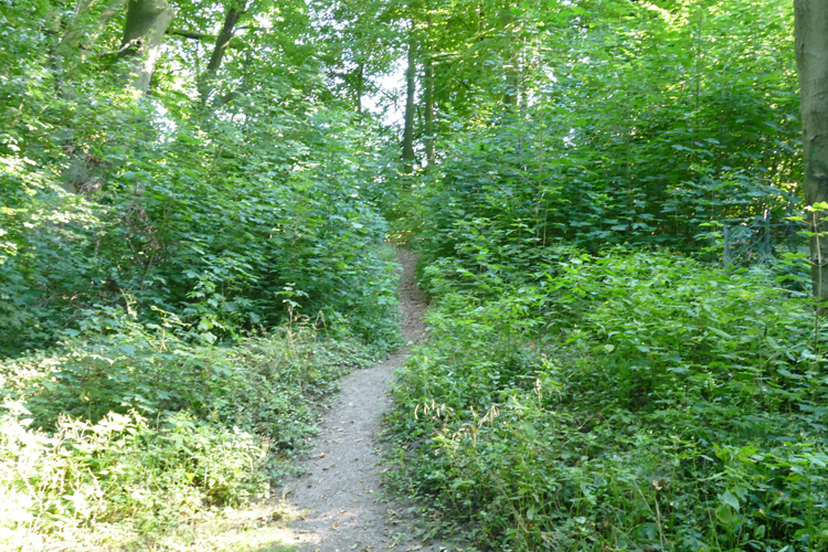 Volksdorfer Teichwiesen (58)