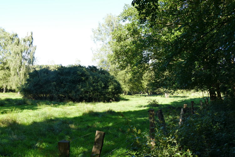 Volksdorfer Teichwiesen (59)