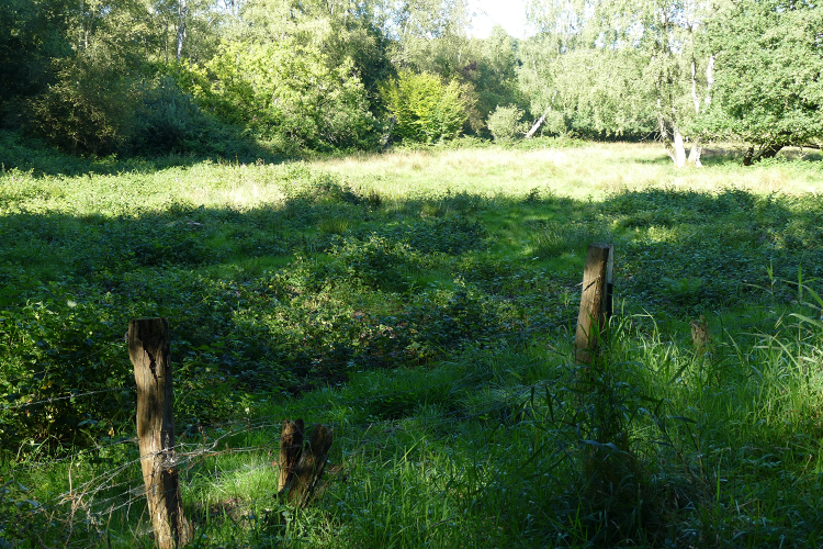 Volksdorfer Teichwiesen (61)