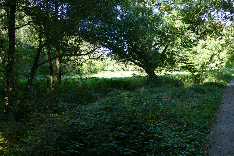 Volksdorfer Teichwiesen (62)