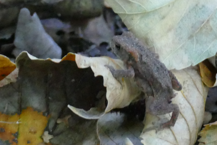 Volksdorfer Teichwiesen (63)