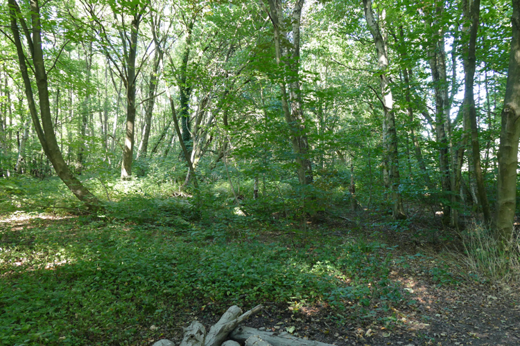 Volksdorfer Teichwiesen (64)