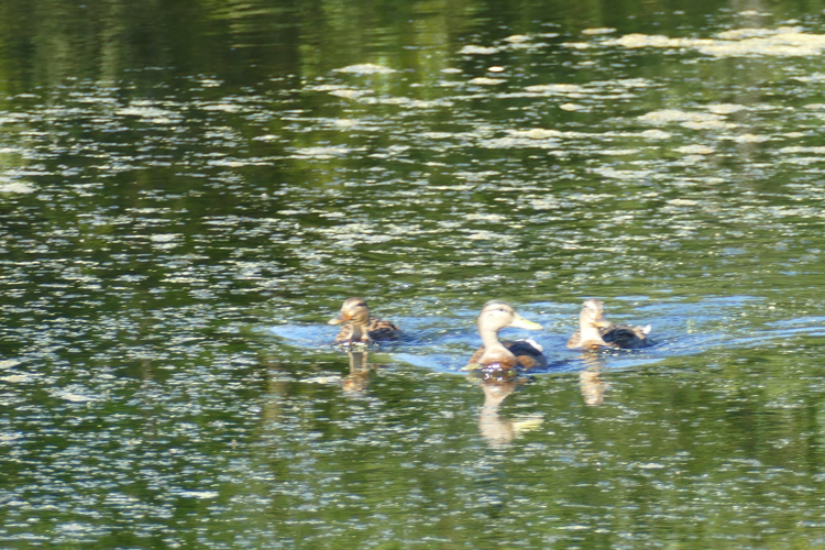 Volksdorfer Teichwiesen (66)