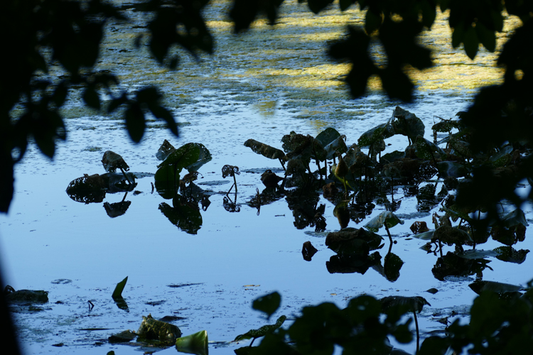 Volksdorfer Teichwiesen (75)