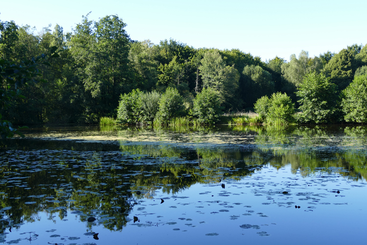 Volksdorfer Teichwiesen (76)