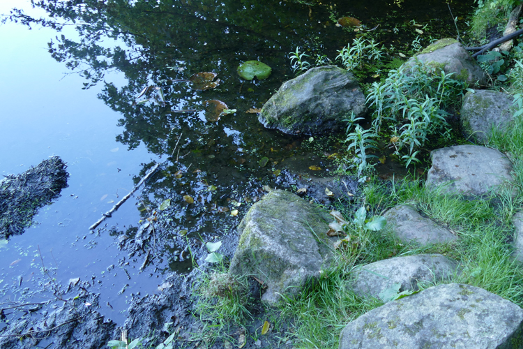 Volksdorfer Teichwiesen (77)