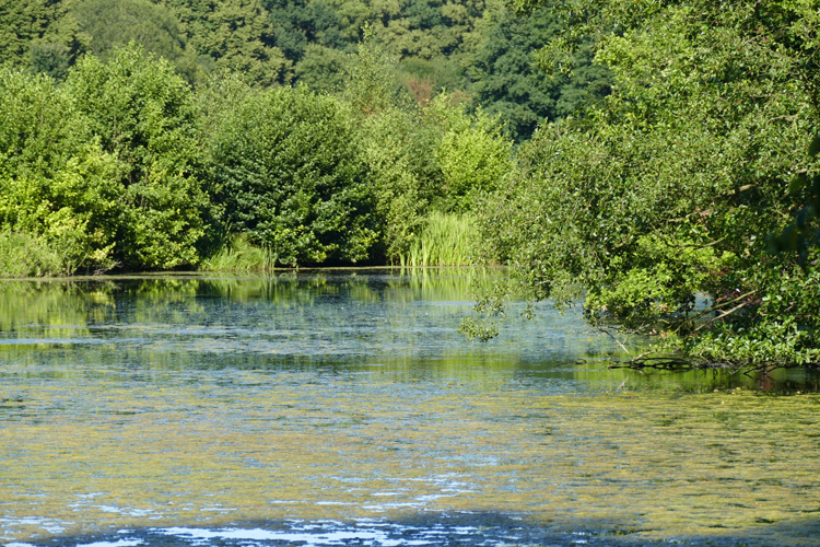 Volksdorfer Teichwiesen (78)