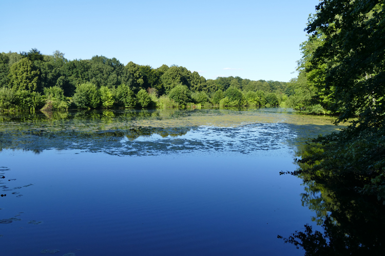 Volksdorfer Teichwiesen (79)