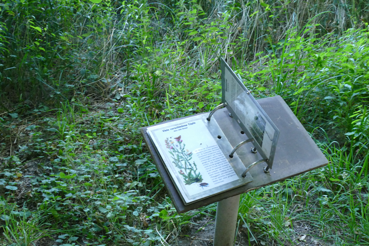 Volksdorfer Teichwiesen (8)