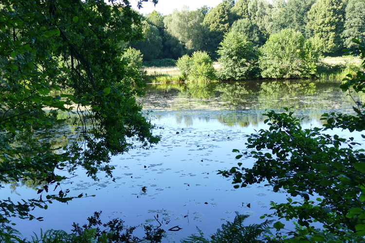 Volksdorfer Teichwiesen (81)