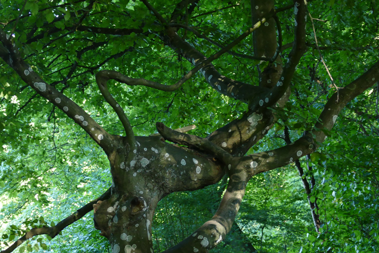 Volksdorfer Teichwiesen (85)