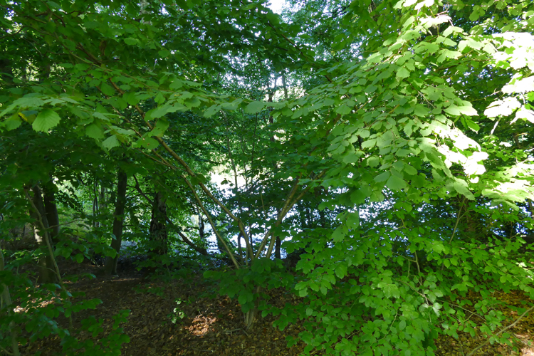 Volksdorfer Teichwiesen (88)