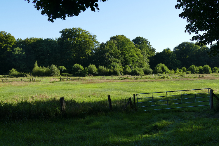 Volksdorfer Teichwiesen (9)