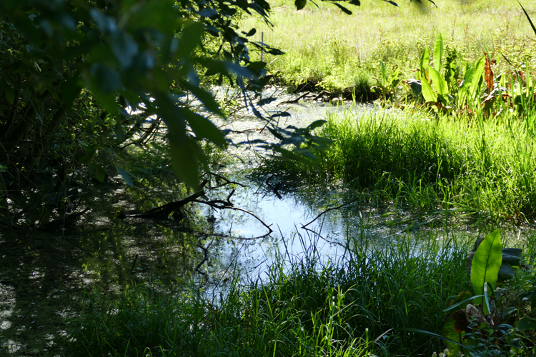 Volksdorfer Teichwiesen (92)