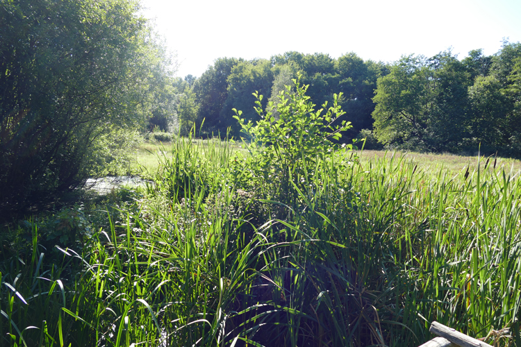 Volksdorfer Teichwiesen (94)