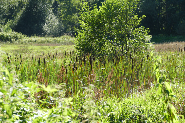 Volksdorfer Teichwiesen (96)