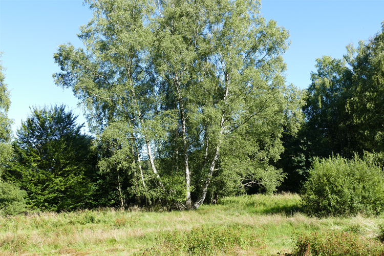 Volksdorfer Teichwiesen (97)